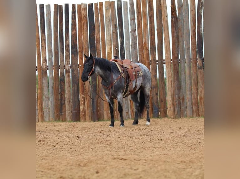 American Quarter Horse Wallach 5 Jahre 152 cm Roan-Blue in Stephenville, TX