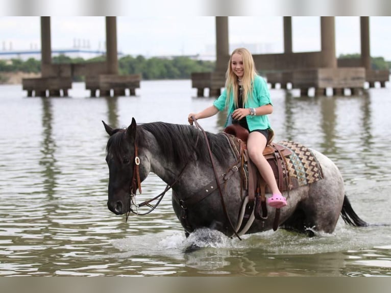 American Quarter Horse Wallach 5 Jahre 152 cm Roan-Blue in Stephenville, TX