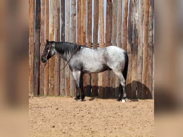 American Quarter Horse Wallach 5 Jahre 152 cm Roan-Blue in Stephenville, TX