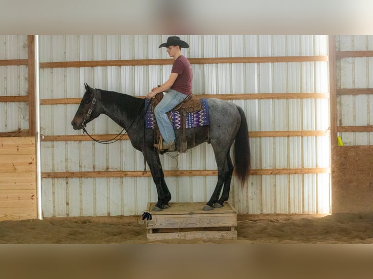 American Quarter Horse Wallach 5 Jahre 152 cm Roan-Blue in Fredericksburg