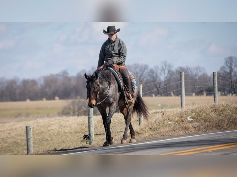American Quarter Horse Wallach 5 Jahre 152 cm Roan-Blue in Fredericksburg
