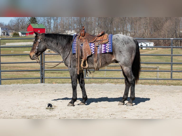 American Quarter Horse Wallach 5 Jahre 152 cm Roan-Blue in Fredericksburg