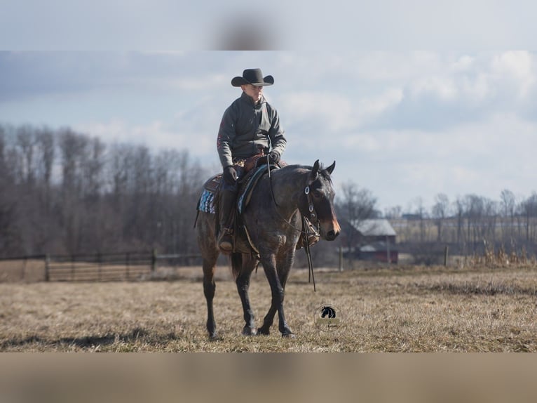 American Quarter Horse Wallach 5 Jahre 152 cm Roan-Blue in Fredericksburg