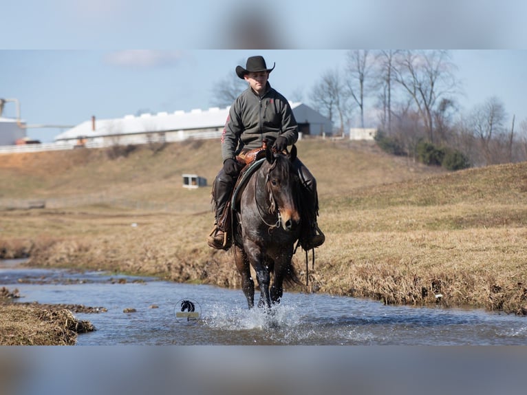 American Quarter Horse Wallach 5 Jahre 152 cm Roan-Blue in Fredericksburg