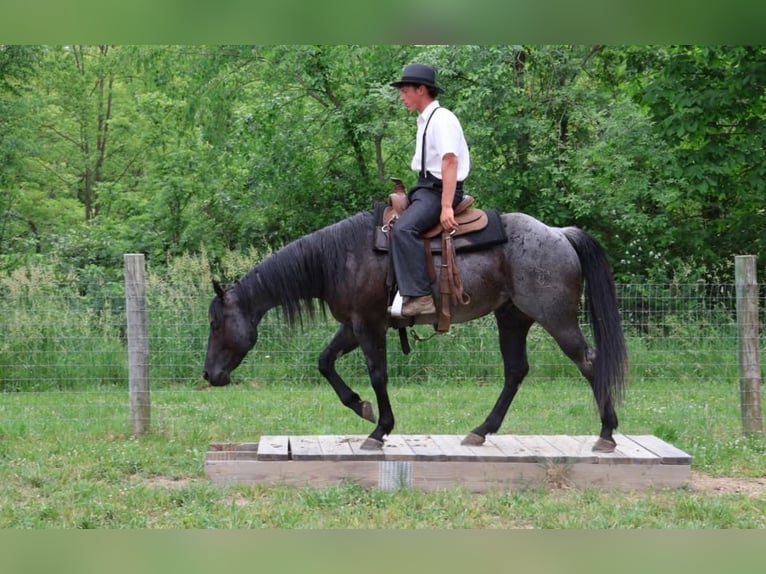 American Quarter Horse Wallach 5 Jahre 152 cm Roan-Blue in Howell