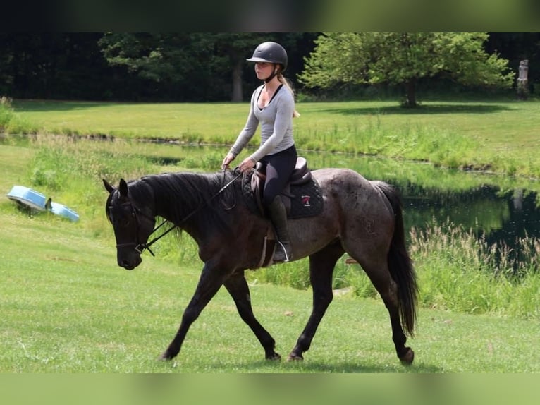 American Quarter Horse Wallach 5 Jahre 152 cm Roan-Blue in Howell
