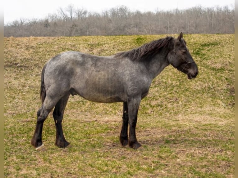 American Quarter Horse Wallach 5 Jahre 152 cm Roan-Blue in Middletown OH