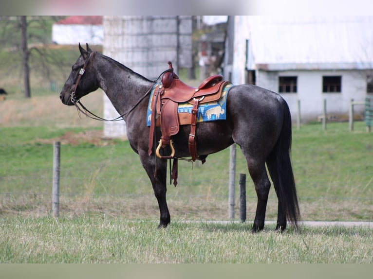 American Quarter Horse Wallach 5 Jahre 152 cm Roan-Blue in Sonora KY