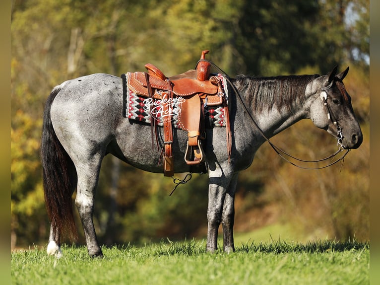 American Quarter Horse Mix Wallach 5 Jahre 152 cm Roan-Blue in Millersburg, oh