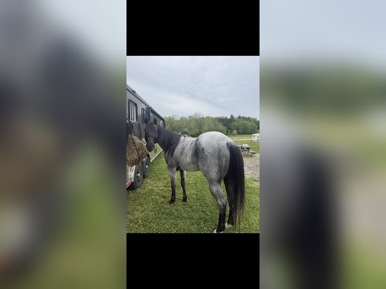American Quarter Horse Wallach 5 Jahre 152 cm Roan-Blue in Rehoboth