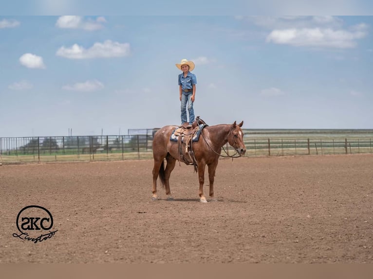 American Quarter Horse Wallach 5 Jahre 152 cm Roan-Red in Canyon