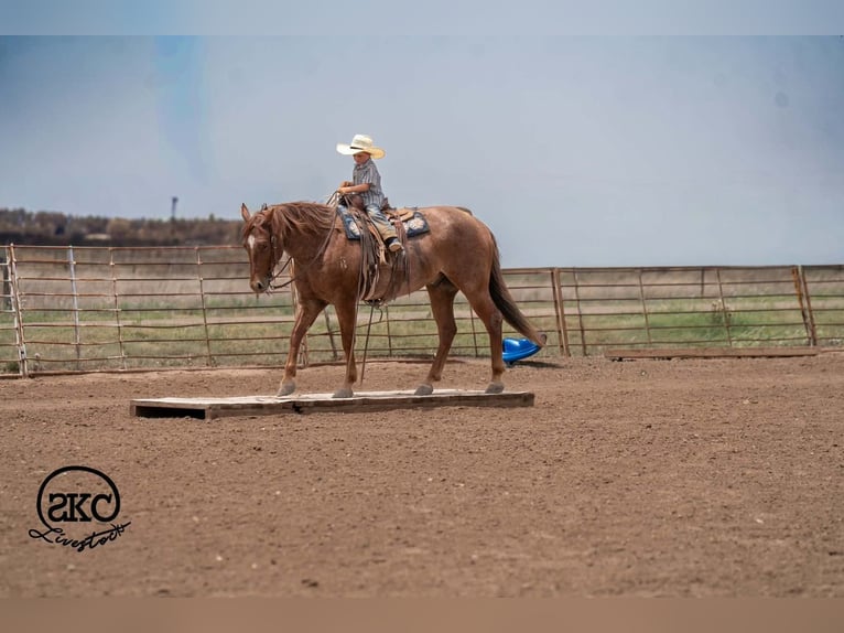 American Quarter Horse Wallach 5 Jahre 152 cm Roan-Red in Canyon