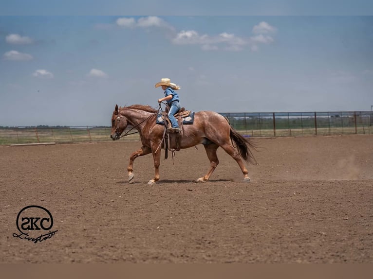 American Quarter Horse Wallach 5 Jahre 152 cm Roan-Red in Canyon