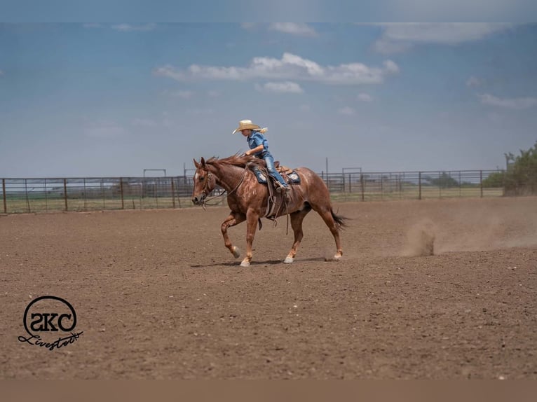 American Quarter Horse Wallach 5 Jahre 152 cm Roan-Red in Canyon