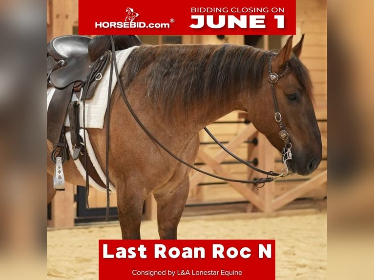 American Quarter Horse Wallach 5 Jahre 152 cm Roan-Red in Needmore