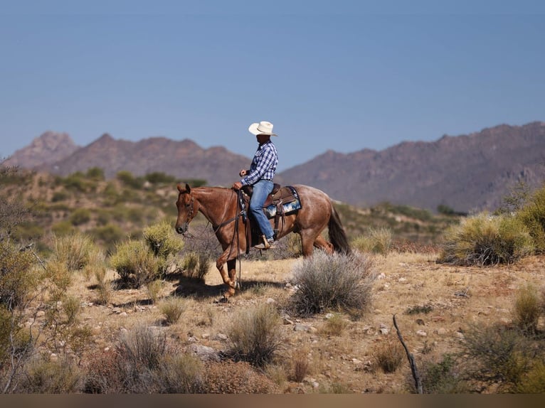 American Quarter Horse Wallach 5 Jahre 152 cm Roan-Red in Congress