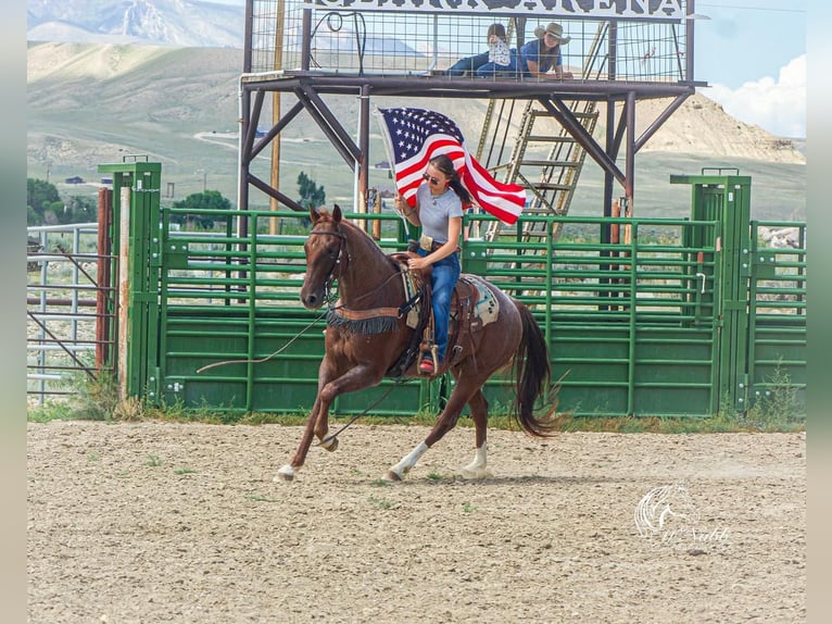 American Quarter Horse Wallach 5 Jahre 152 cm Roan-Red in Cody, WY