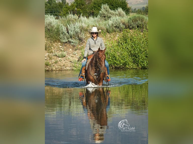 American Quarter Horse Wallach 5 Jahre 152 cm Roan-Red in Cody, WY
