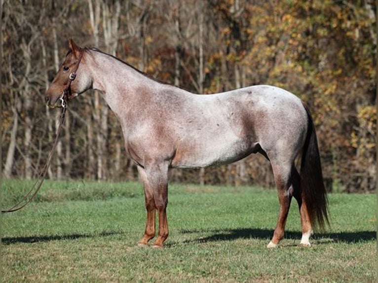 American Quarter Horse Wallach 5 Jahre 152 cm Roan-Red in Mount Vernon