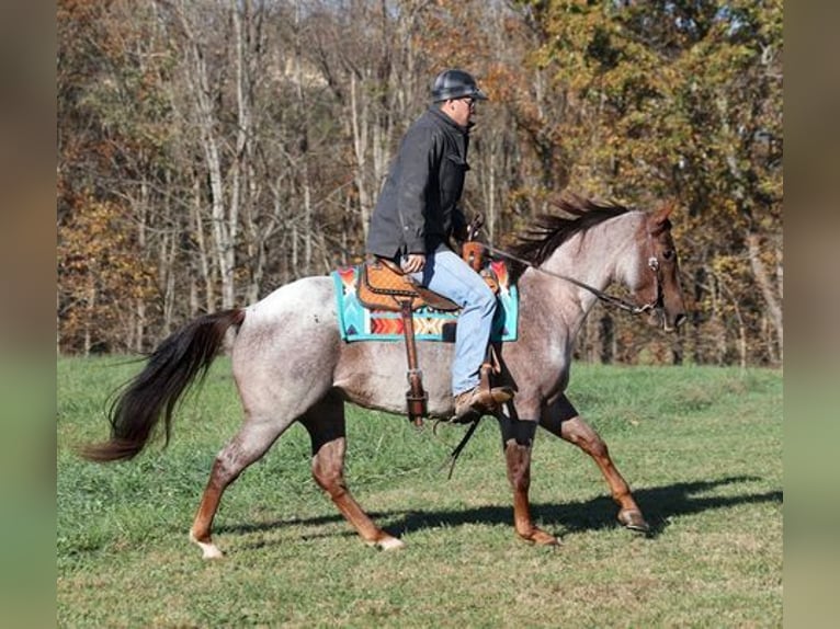 American Quarter Horse Wallach 5 Jahre 152 cm Roan-Red in Mount Vernon