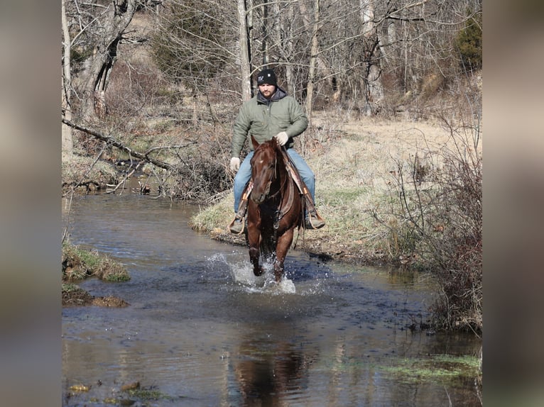 American Quarter Horse Wallach 5 Jahre 152 cm Roan-Red in Mount Vernon
