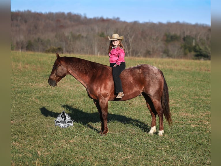 American Quarter Horse Wallach 5 Jahre 152 cm Roan-Red in Mount Vernon