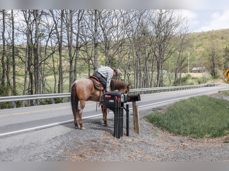 American Quarter Horse Wallach 5 Jahre 152 cm Roan-Red in Needmore