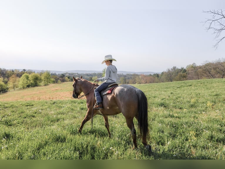 American Quarter Horse Wallach 5 Jahre 152 cm Roan-Red in Needmore