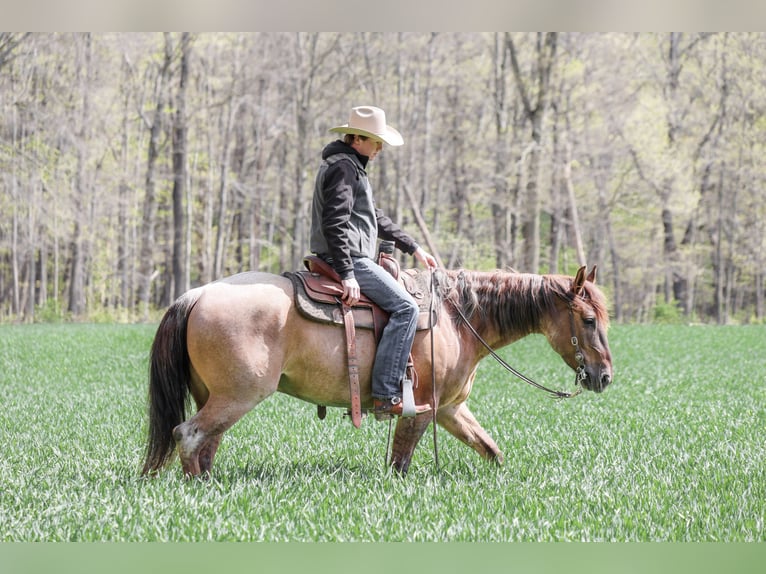 American Quarter Horse Wallach 5 Jahre 152 cm Roan-Red in Needmore