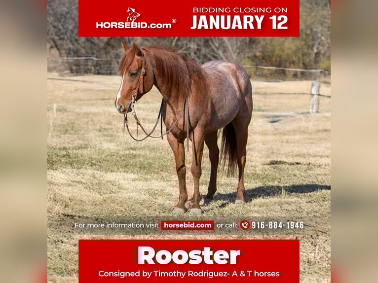 American Quarter Horse Wallach 5 Jahre 152 cm Roan-Red in Palmer