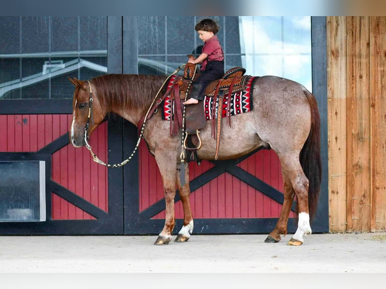 American Quarter Horse Wallach 5 Jahre 152 cm Roan-Red in Rebersburg