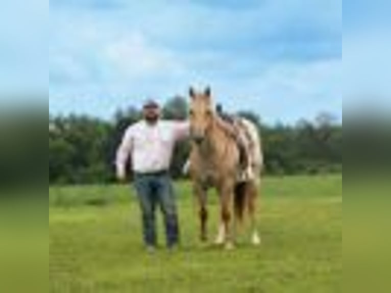 American Quarter Horse Wallach 5 Jahre 152 cm Roan-Red in Carrolton, MO