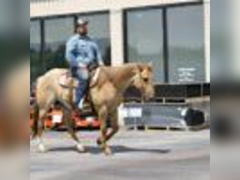 American Quarter Horse Wallach 5 Jahre 152 cm Roan-Red in Carrolton, MO