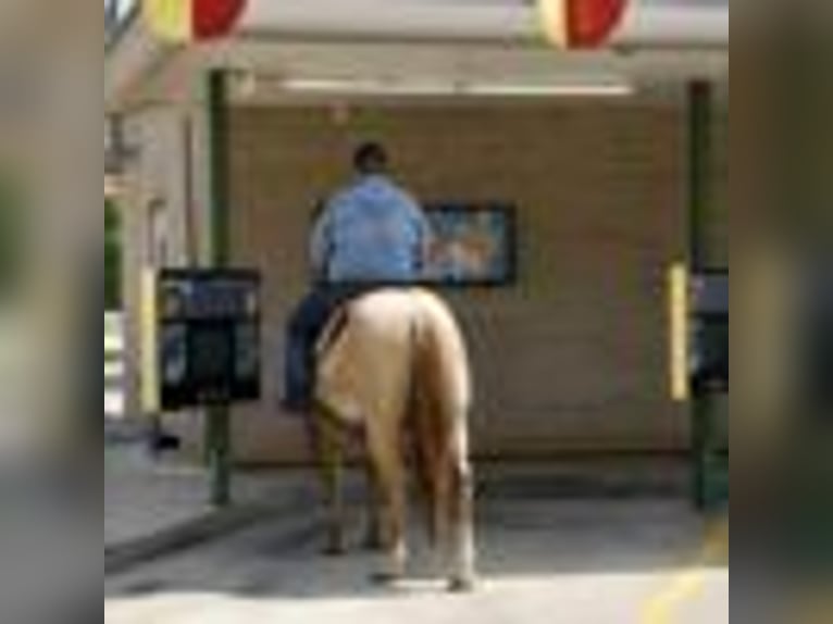 American Quarter Horse Wallach 5 Jahre 152 cm Roan-Red in Carrolton, MO