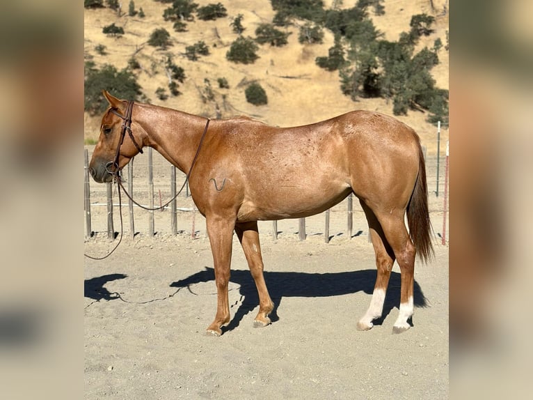 American Quarter Horse Wallach 5 Jahre 152 cm Roan-Red in King City CA