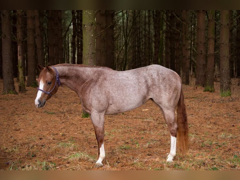 American Quarter Horse Wallach 5 Jahre 152 cm Roan-Red in Middletown oh