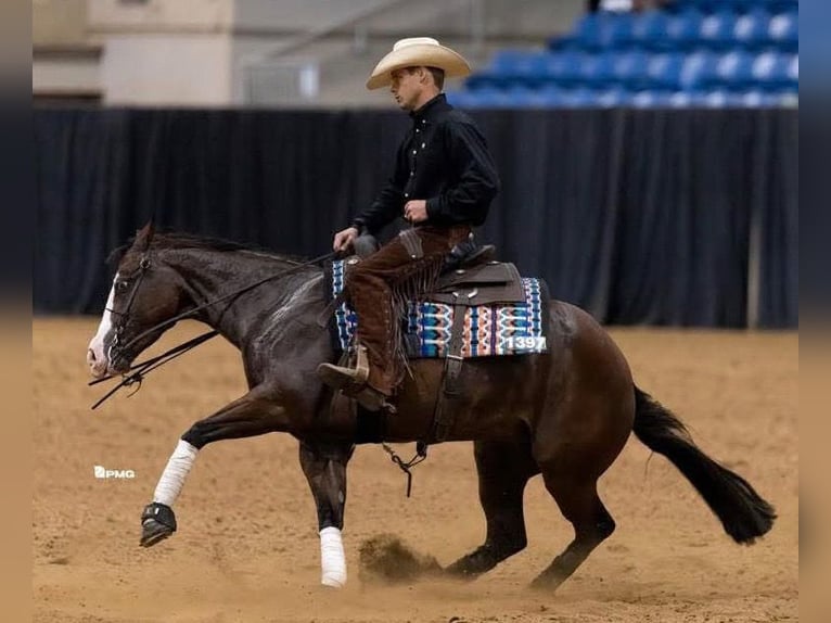 American Quarter Horse Wallach 5 Jahre 152 cm Rotbrauner in Buffalo