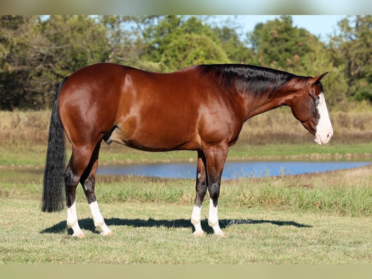 American Quarter Horse Wallach 5 Jahre 152 cm Rotbrauner in Buffalo