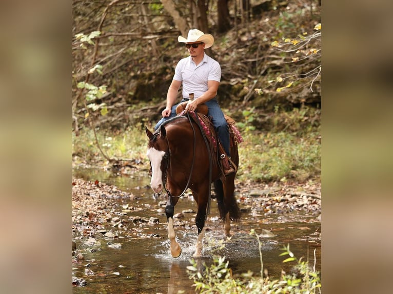American Quarter Horse Wallach 5 Jahre 152 cm Rotbrauner in Buffalo