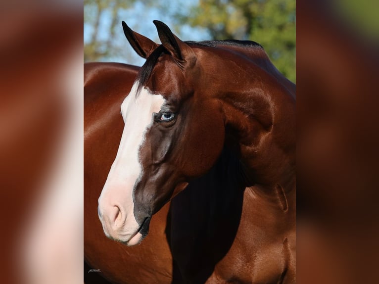 American Quarter Horse Wallach 5 Jahre 152 cm Rotbrauner in Buffalo