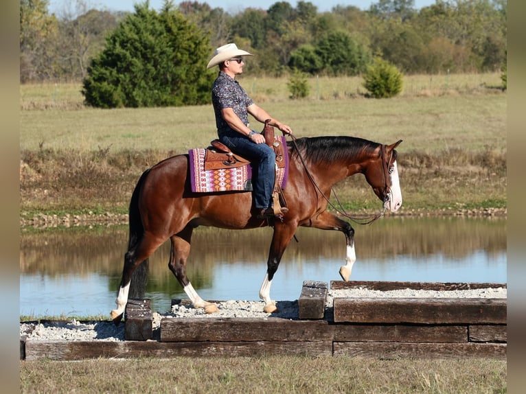 American Quarter Horse Wallach 5 Jahre 152 cm Rotbrauner in Buffalo