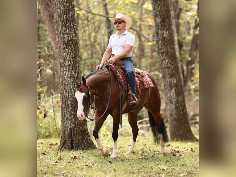 American Quarter Horse Wallach 5 Jahre 152 cm Rotbrauner in Buffalo