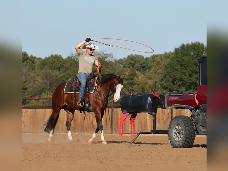 American Quarter Horse Wallach 5 Jahre 152 cm Rotbrauner in Buffalo