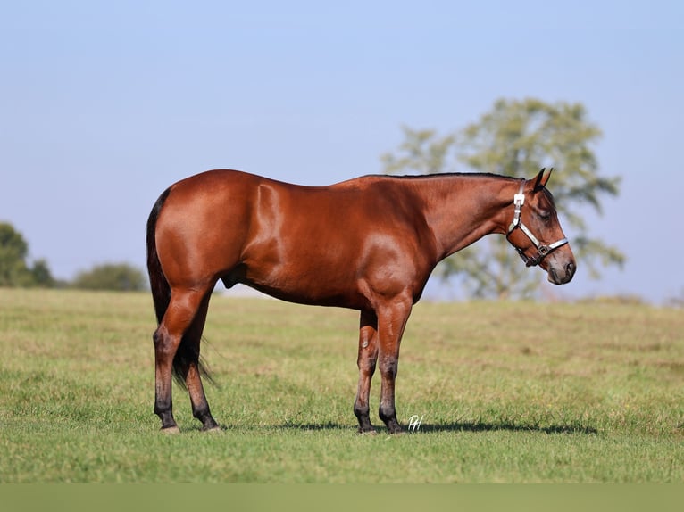 American Quarter Horse Wallach 5 Jahre 152 cm Rotbrauner in Elkland