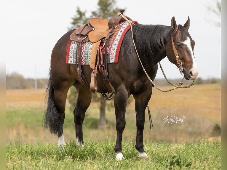 American Quarter Horse Wallach 5 Jahre 152 cm Rotbrauner in Madisonville, KY