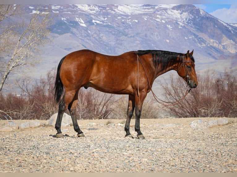 American Quarter Horse Wallach 5 Jahre 152 cm Rotbrauner in Cody, WY
