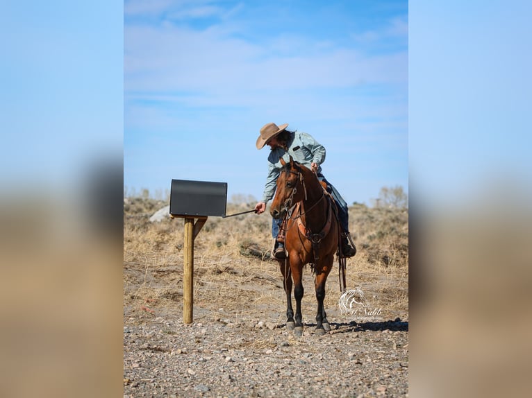 American Quarter Horse Wallach 5 Jahre 152 cm Rotbrauner in Cody, WY