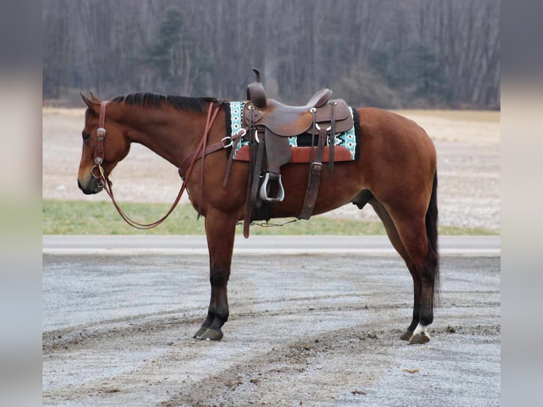 American Quarter Horse Wallach 5 Jahre 152 cm Rotbrauner in Rebersburg, PA