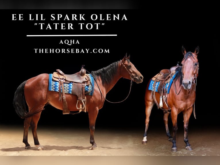 American Quarter Horse Wallach 5 Jahre 152 cm Rotbrauner in Austinville, VA