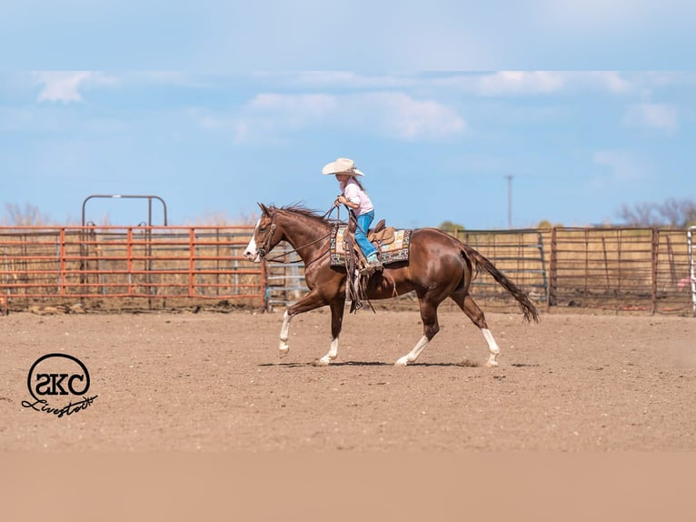 American Quarter Horse Wallach 5 Jahre 152 cm Rotfuchs in Canyon
